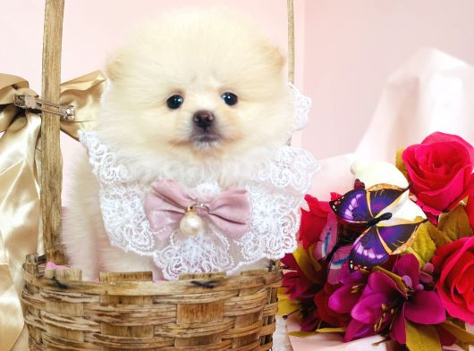 Pomeranian Boo Yavrular görsel