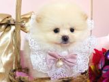 Pomeranian Boo Yavrular