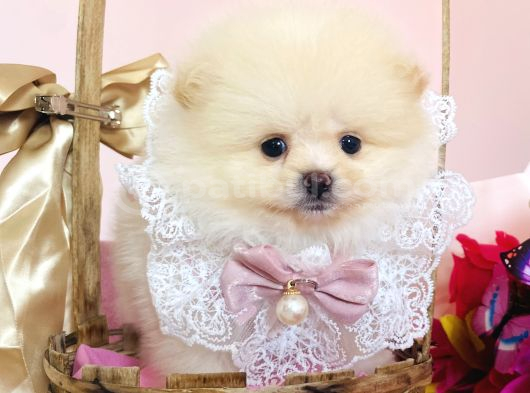 Pomeranian Boo Yavrular görsel