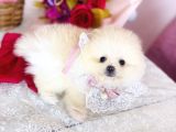 Pomeranian Boo Yavrular