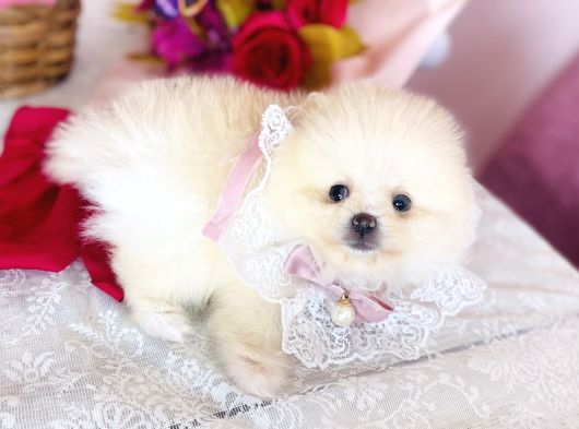 Pomeranian Boo Yavrular