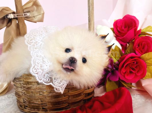 Pomeranian Boo Yavrular görsel