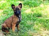 SAFKAN BELÇİKA KURDU MALINOIS YAVRULARI 2 ERKEK-1 DİŞİ