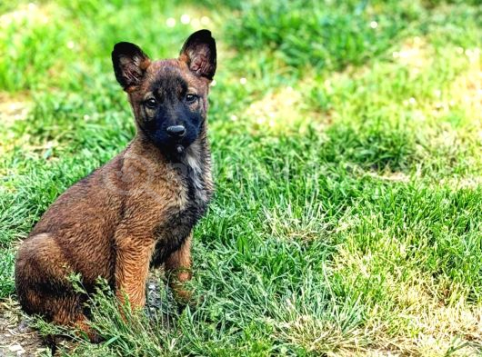 Safkan Belçi̇ka Kurdu Malinois Yavrulari 2 Erkek-1 Di̇şi̇
