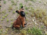 Safkan Belçi̇ka Kurdu Malinois Yavrulari 2 Erkek-1 Di̇şi̇