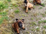 Safkan Belçi̇ka Kurdu Malinois Yavrulari 2 Erkek-1 Di̇şi̇