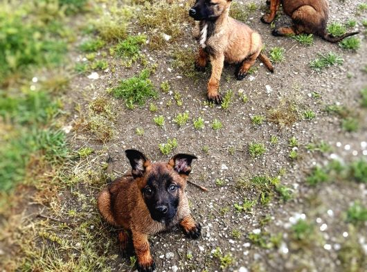 Safkan Belçi̇ka Kurdu Malinois Yavrulari 2 Erkek-1 Di̇şi̇ görsel