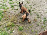 Safkan Belçi̇ka Kurdu Malinois Yavrulari 2 Erkek-1 Di̇şi̇