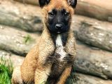 Safkan Belçi̇ka Kurdu Malinois Yavrulari 2 Erkek-1 Di̇şi̇