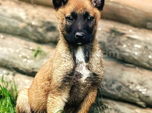 Safkan Belçi̇ka Kurdu Malinois Yavrulari 2 Erkek-1 Di̇şi̇ görsel