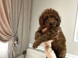 Toypoodle Kore aşılı ev ortamında
