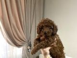 Toypoodle Kore Aşılı Ev Ortamında