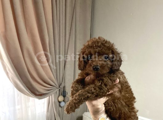 Toypoodle Kore Aşılı Ev Ortamında görsel