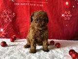 Kore Baby Face Poodle Bebekleri̇mi̇z