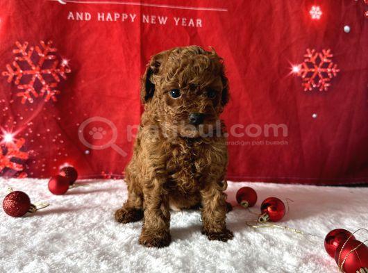 Kore Baby Face Poodle Bebekleri̇mi̇z görsel