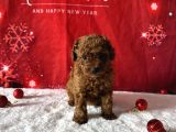 Kore Baby Face Poodle Bebekleri̇mi̇z