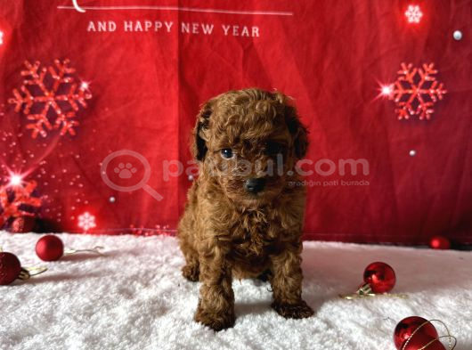 Kore Baby Face Poodle Bebekleri̇mi̇z görsel