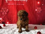 KORE BABY FACE POODLE BEBEKLERİMİZ