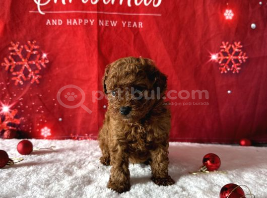 Kore Baby Face Poodle Bebekleri̇mi̇z