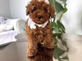 Şirin Poodle Kızlar