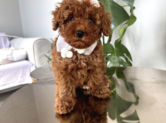 Şirin Poodle Kızlar görsel