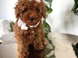 Şirin Poodle Kızlar