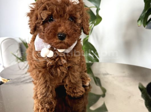 Şirin Poodle Kızlar