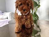 Şirin Poodle Kızlar
