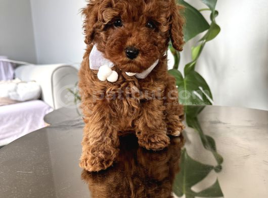 Şirin Poodle Kızlar görsel