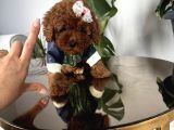 POODLE ırk ve sağlık garantili