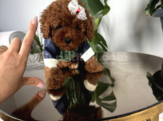 Poodle Irk Ve Sağlık Garantili
