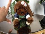 Poodle Irk Ve Sağlık Garantili