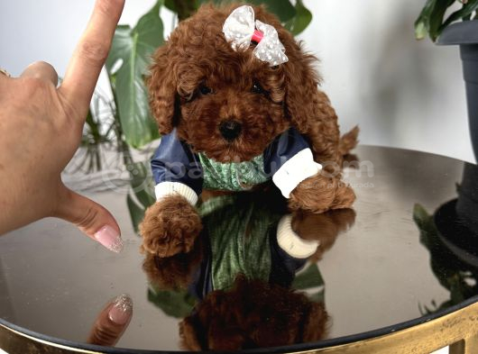 Poodle Irk Ve Sağlık Garantili görsel