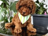 Ev ortamından toy poodle bebekleri