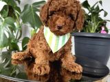 Ev Ortamından Toy Poodle Bebekleri