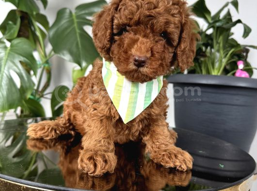 Ev Ortamından Toy Poodle Bebekleri görsel