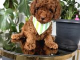 Ev Ortamından Toy Poodle Bebekleri