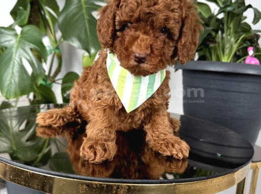 Ev Ortamından Toy Poodle Bebekleri görsel