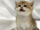 British Shorthair Golden Yavrularımız Yeni Yuvalarını Arıyor