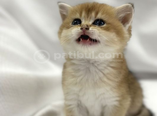 British Shorthair Golden Yavrularımız Yeni Yuvalarını Arıyor görsel