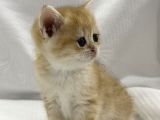 British Shorthair Golden Yavrularımız Yeni Yuvalarını Arıyor