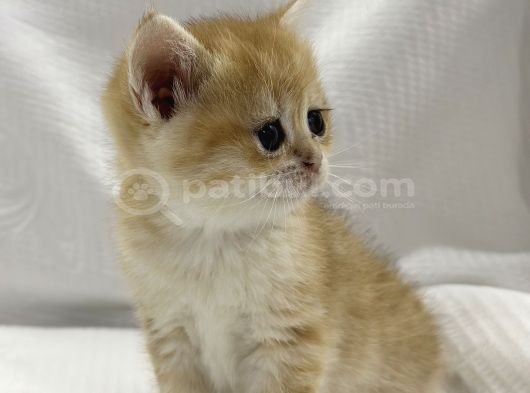 British Shorthair Golden Yavrularımız Yeni Yuvalarını Arıyor görsel