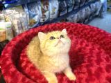 Mükemmel güzellikte british golden tiger yavrumuz