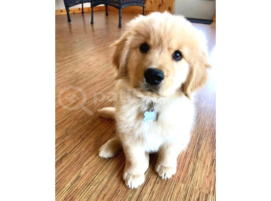 EVİNİZİN FIRLAMASI BABY FACE GOLDEN