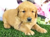 Golden Retriever Babybabyfac