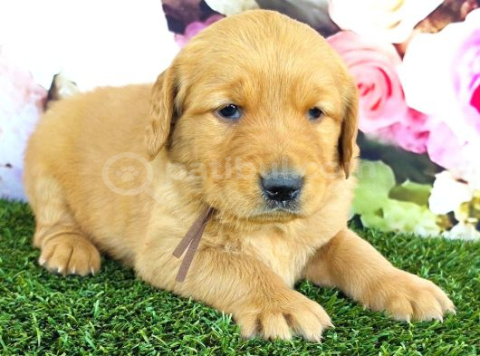 Golden Retriever Babybabyfac görsel