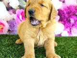 Golden Retriever Babybabyfac
