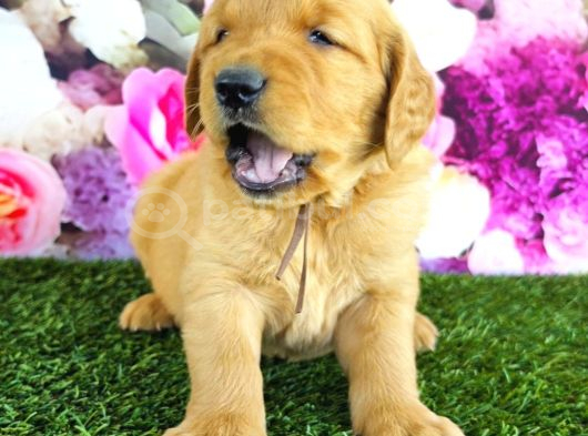 Golden Retriever Babybabyfac görsel