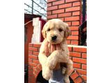 Golden Retriever babybabyfac