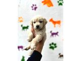 Golden Retriever Babybabyfac